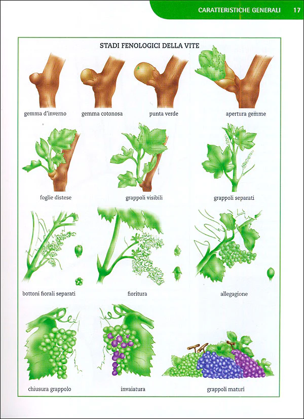 Immagine prodotto 3