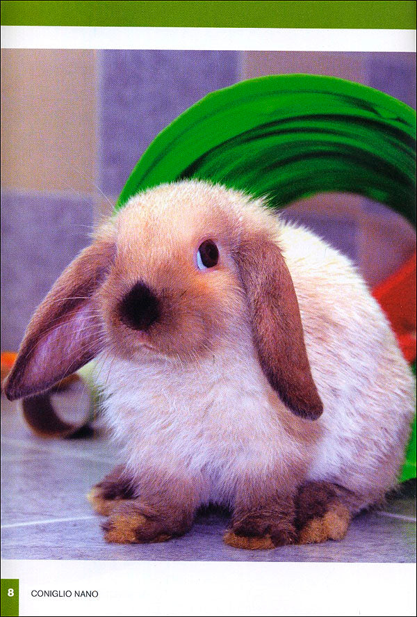 Immagine prodotto 4